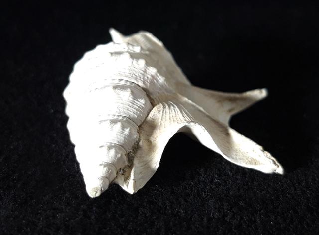 Aporrhais pespelicani (LINNAEUS 1758) - Bild © FossNet FossilienStore